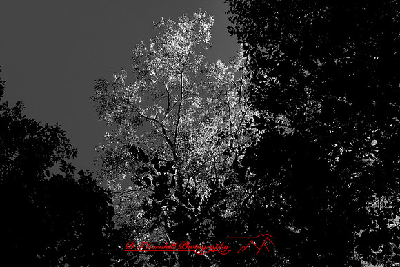 shiawassee_september_2007-07