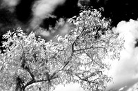 florida-2008-nature-infrared_19.jpg
