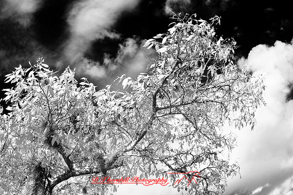 florida-2008-nature-infrared_19.jpg