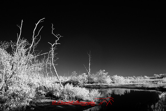 florida-2010-infrared-nature_27-nik