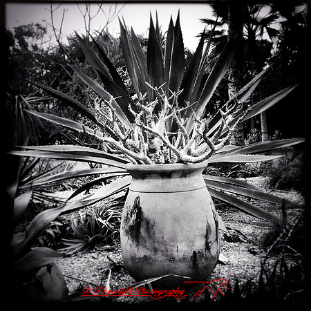 florida-2014-iphone-flowers-040