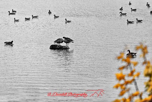 nature_images-2010_25-nik