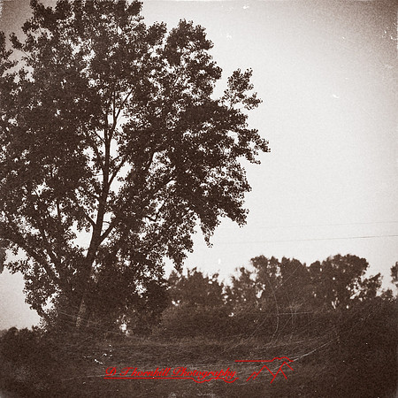 shaiawasses-may-2013-19-nas