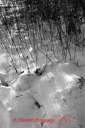 shiawassee-february-2007_012