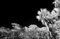Infrared Nature