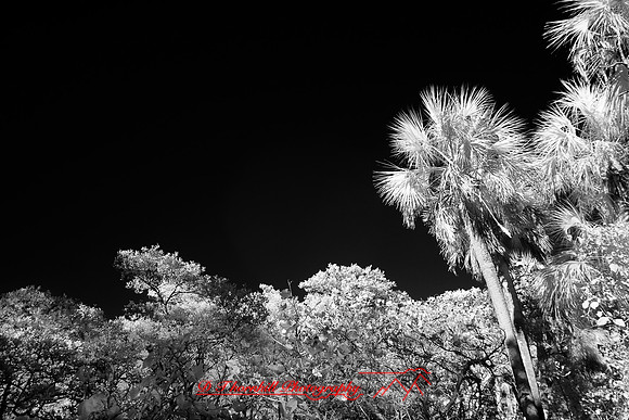 florida-2010-infrared-nature_25