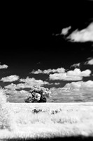 infrared-2009-nature_13.jpg