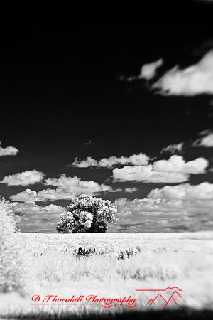 infrared-2009-nature_13.jpg