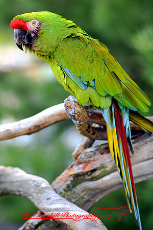 saginaw-zoo_11