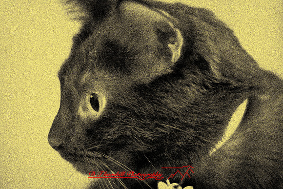 infrared-2009-pets_03-nik.jpg