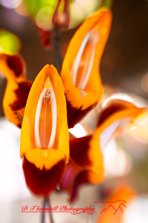 florida-2009-flowers_25-nik.jpg