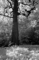 dow-gardens-infrared-2011-13