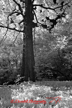 dow-gardens-infrared-2011-13