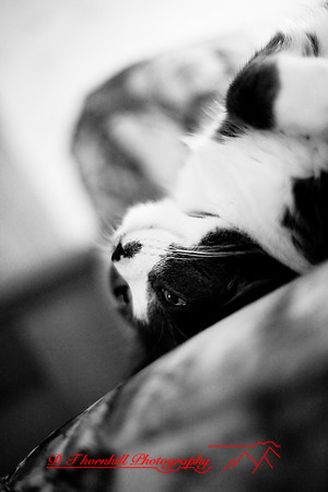 bastet_044