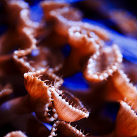 florida-nov-2014-sealife-004-nas