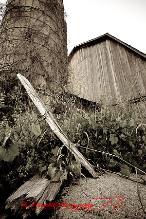 assorted_images-2007-25