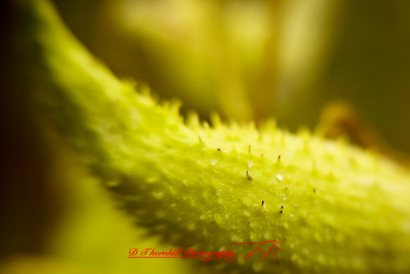 shiawassee-oct-2010_10