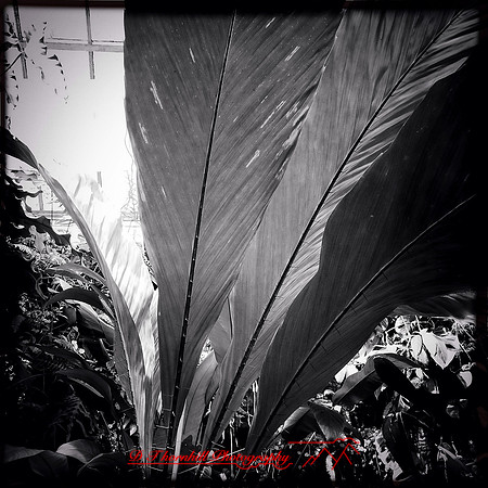florida-2014-iphone-flowers-018
