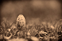 Assorted Images