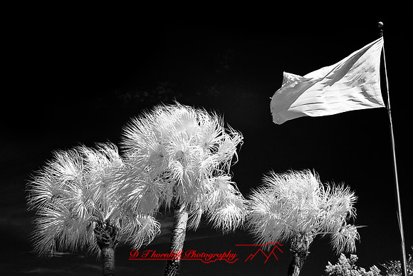 florida-2008-images-infrared_05.jpg