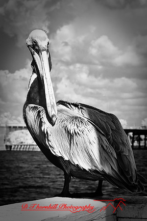 florida-2009-wildlife-infrared_03.jpg