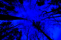 assorted_images-2007_114