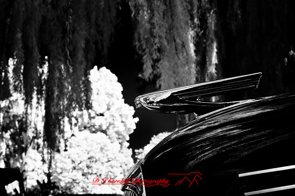 muth-car-show-infrared-2008_22