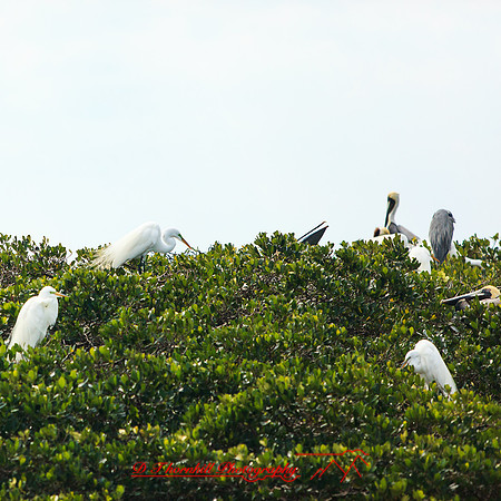 florida-2014-birds-011