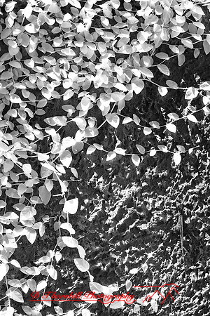 florida-2008-nature-infrared_29.jpg