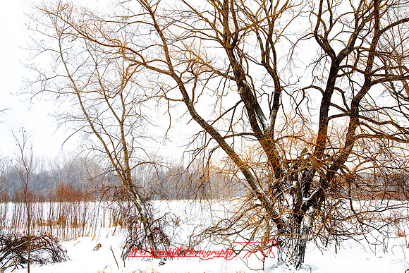 shiawassee-feb-2009_08.jpg
