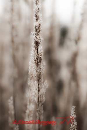 assorted_images-2011-148