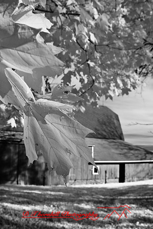 infrared_images-2012-026