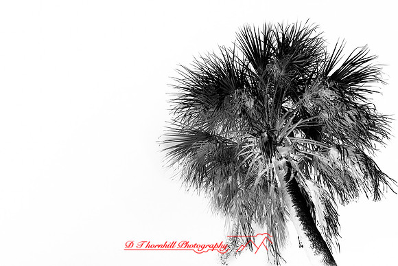 florida-2010-infrared-nature_23-nik