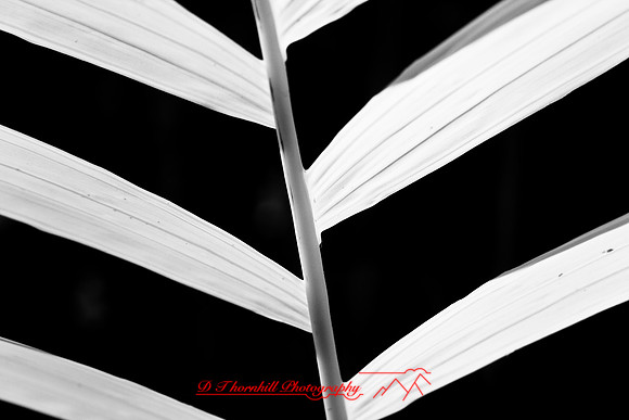 florida-2008-nature-infrared_25.jpg