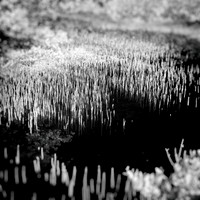 florida-2014-infrared-020-nas