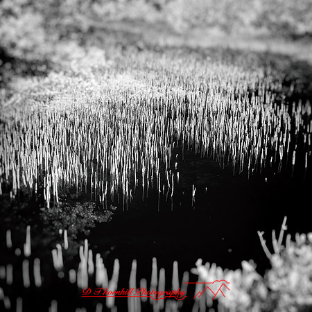 florida-2014-infrared-020-nas