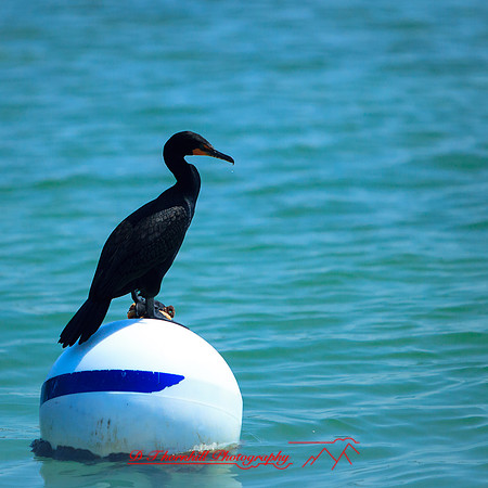 florida-2014-birds-003