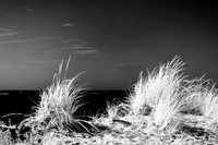 tawas-state-park-infrared-2008_015