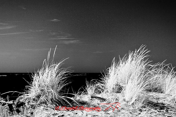 tawas-state-park-infrared-2008_015