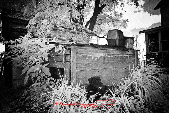 infrared-2009-the_farm_15-nik.jpg