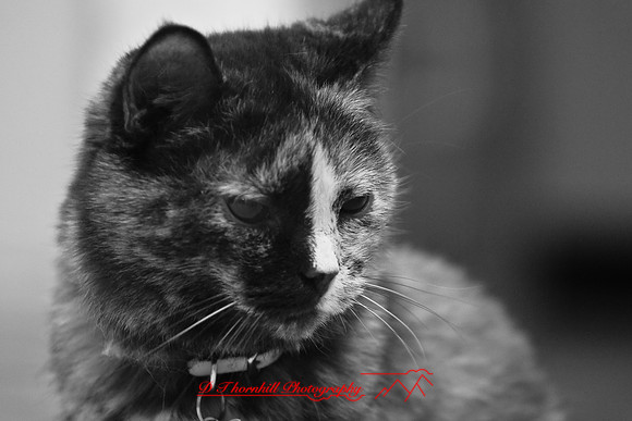 infrared-2009-pets_16.jpg