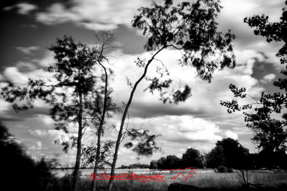 Bay City Stat Park - pinhole - 2022 - 003-nik-ps-ai