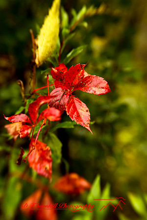 shiawassee-oct-2010_21