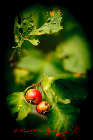 shiawassee-aug-2012-24