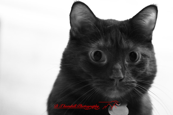infrared-2009-pets_10.jpg