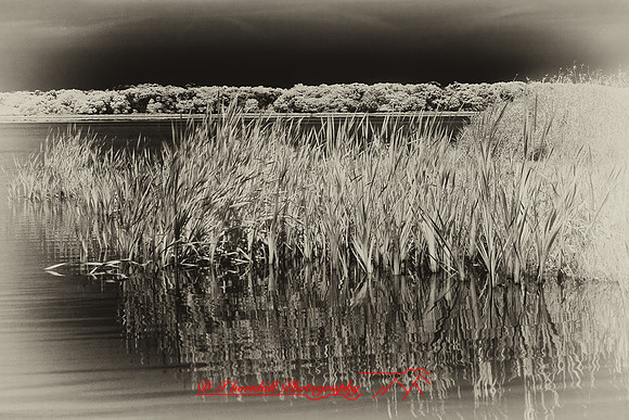 florida-2008-nature-infrared_41-nik.jpg