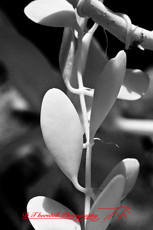 florida-2008-nature-infrared_21.jpg