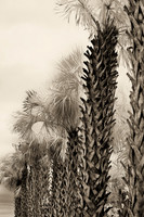 florida-2008-nature-infrared_02-nik.jpg