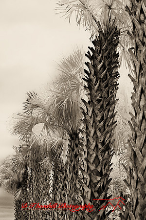 florida-2008-nature-infrared_02-nik.jpg
