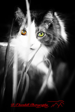 l-m_cats-2011-14-nas